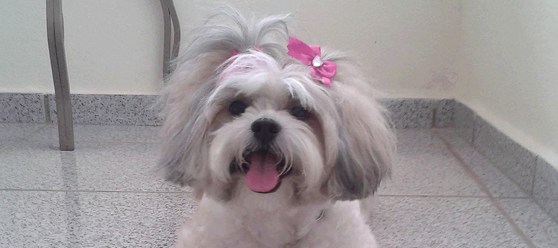 Roupinha de crochê para cães